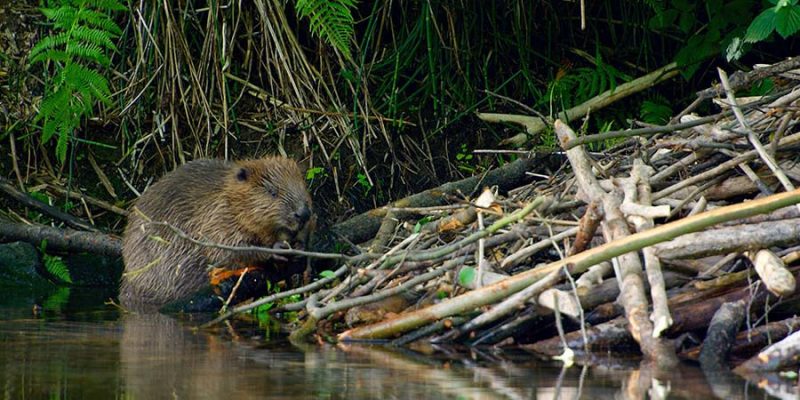 Bever-in-Zweden