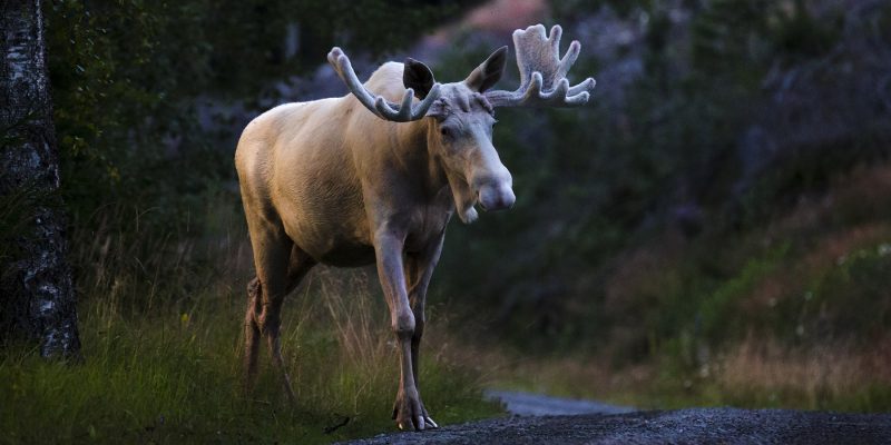 Élan dans la nature suédoise