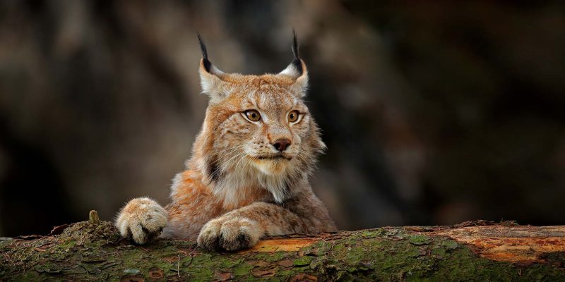 Vie sauvage en suède - lynx