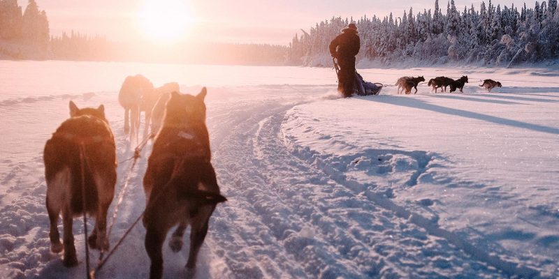 Huskytocht met de hondenslede in Lapland