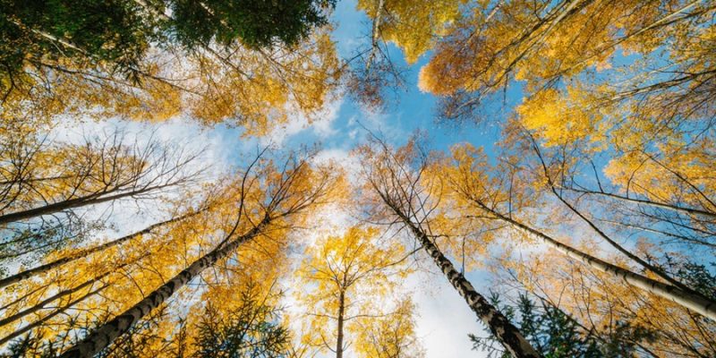 Bos-met-herfstkleuren-in-Lapland