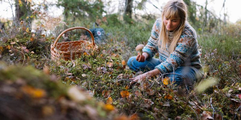 La nature en Suède en été