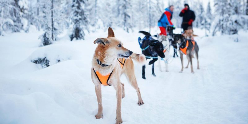 huskytocht Lapland