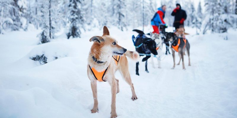 Doe mee aan een huskytocht met de gidsen van de aurora mountain lodge