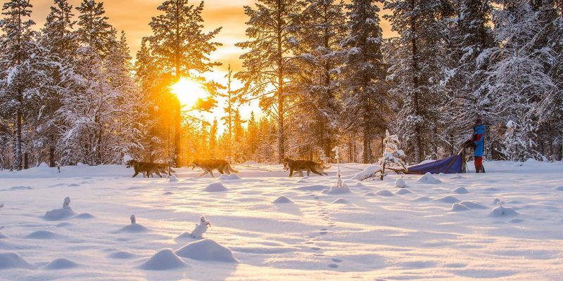 Huskytocht in Lapland
