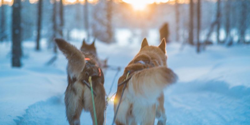 Huskytocht in Lapland
