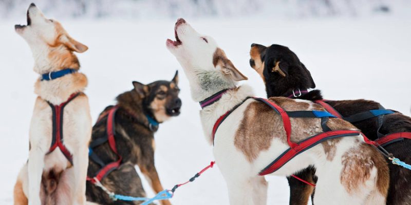 Session d'info Laponie hiver