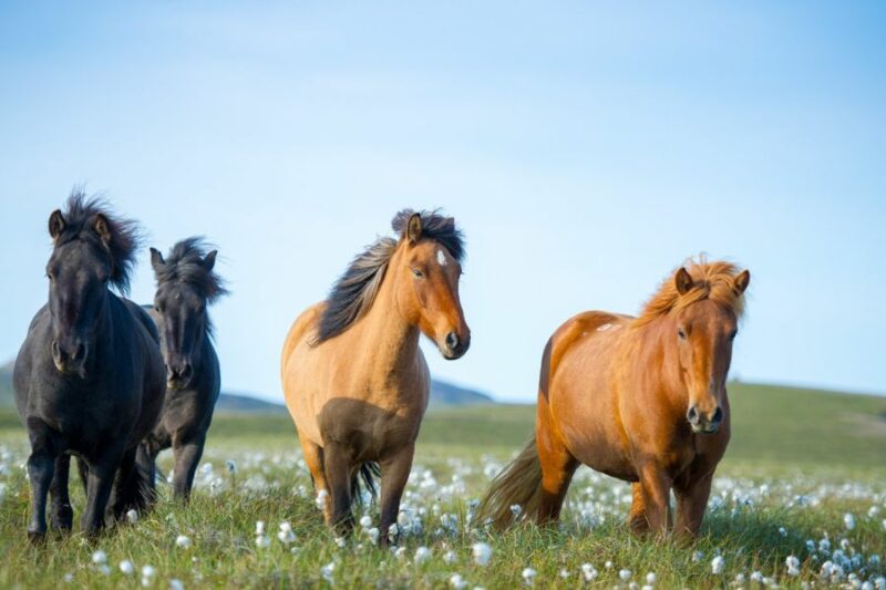 Monter à cheval en Islande avec Nordic