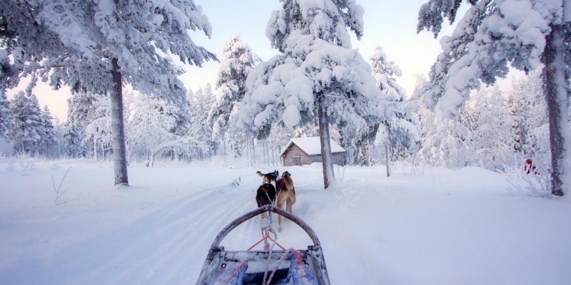 Huskys en Laponie avec Nordic
