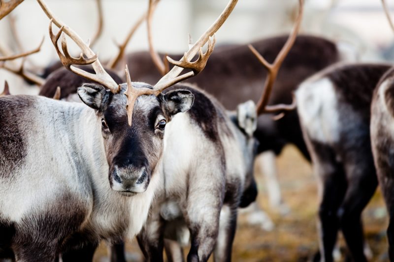 Rendieren-in-Lapland