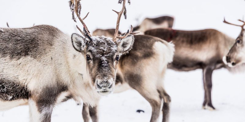 Rendieren in Lapland