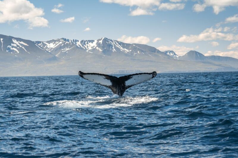 Baleines en Islande