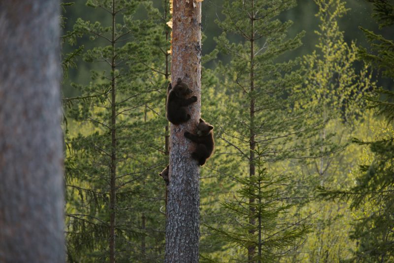 beren-spotten-in-Scandinavië