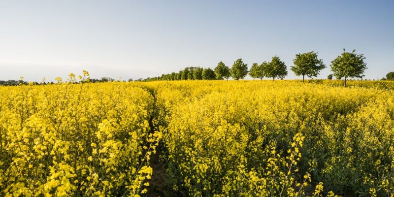 gele koolzaadvelden in Skane Zweden