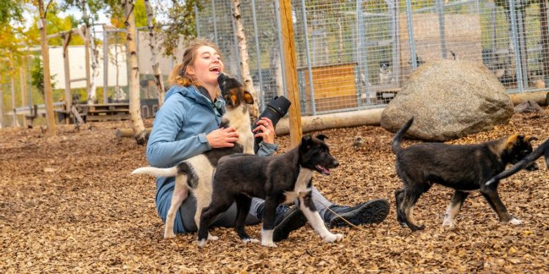 huskys knuffelen in Zweeds Lapland
