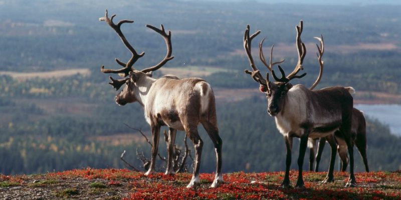 rendieren spotten in Lapland