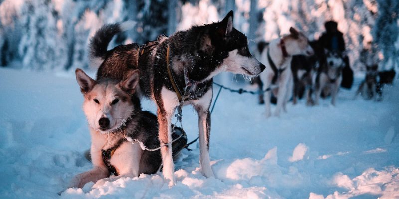 Huskys en Laponie avec Nordic