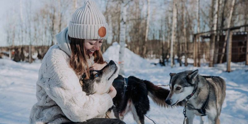 caliner-des-huskys-en-laponie