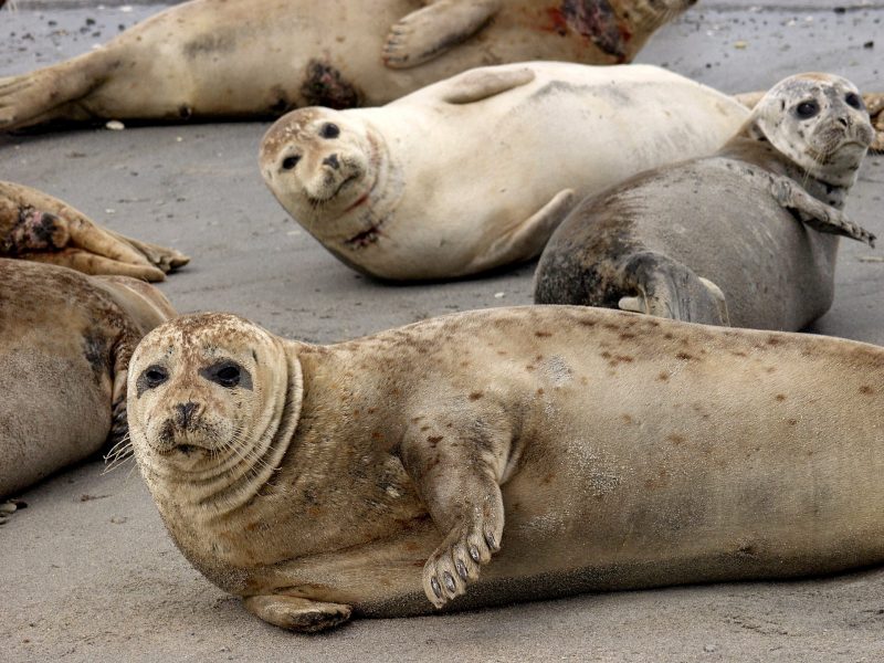 Zeehonden spotten in Wadden Nationaal Park - naar Denemarken met Nordic