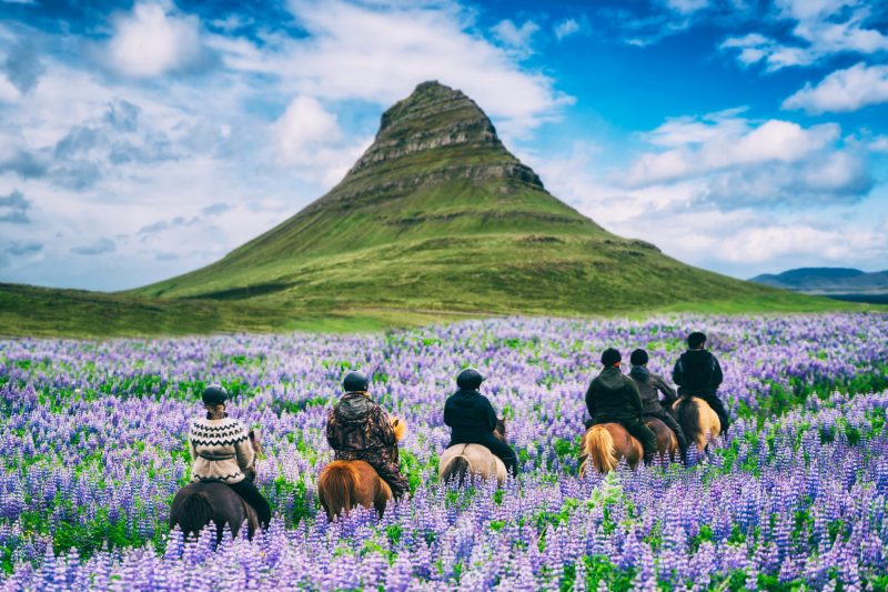 Paardrijden op IJsland tussen de lupines