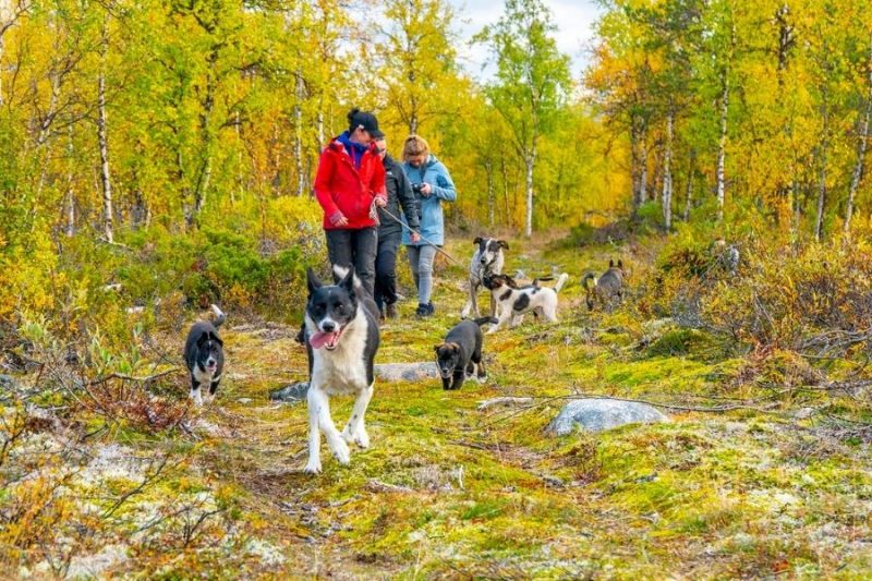 Huskywandeling in de bossen