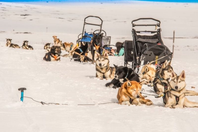 De husky's rusten even uit tijdens de pauze van de huskysledetocht. ©Northworks Mikael Thörnqvist