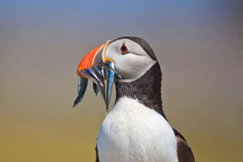 Macareux moines en Islande - Nordic