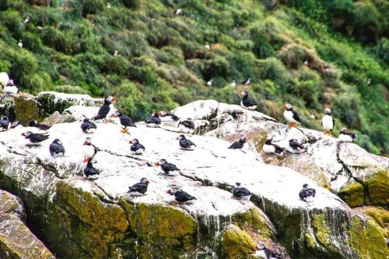 Macareux sur un rocher en Islande - Nordic