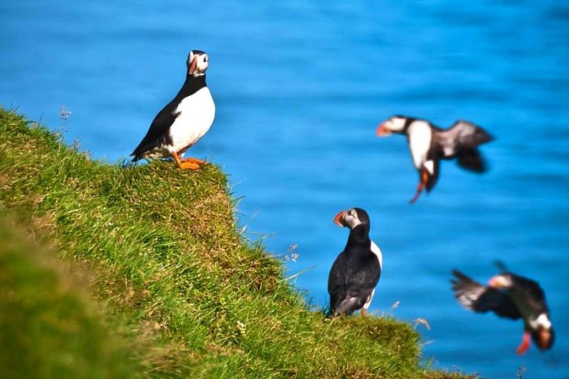 Macareux îles Vestmann