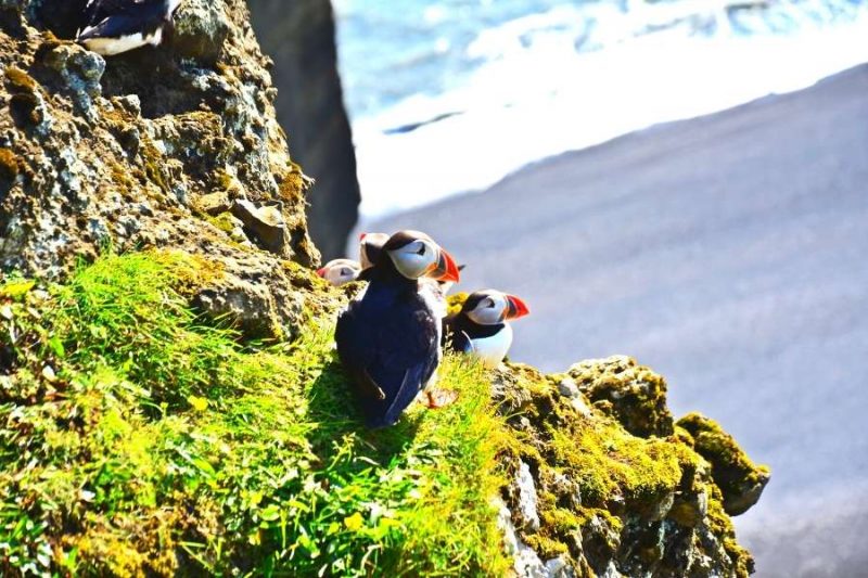 Macareux sur un rocher en Islande - Nordic