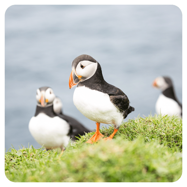 Papegaaiduikers op de faeroer Stijn Schepers