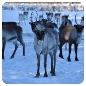 le renne en Laponie