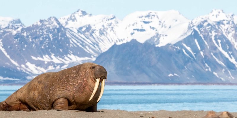 voyage d'exploration