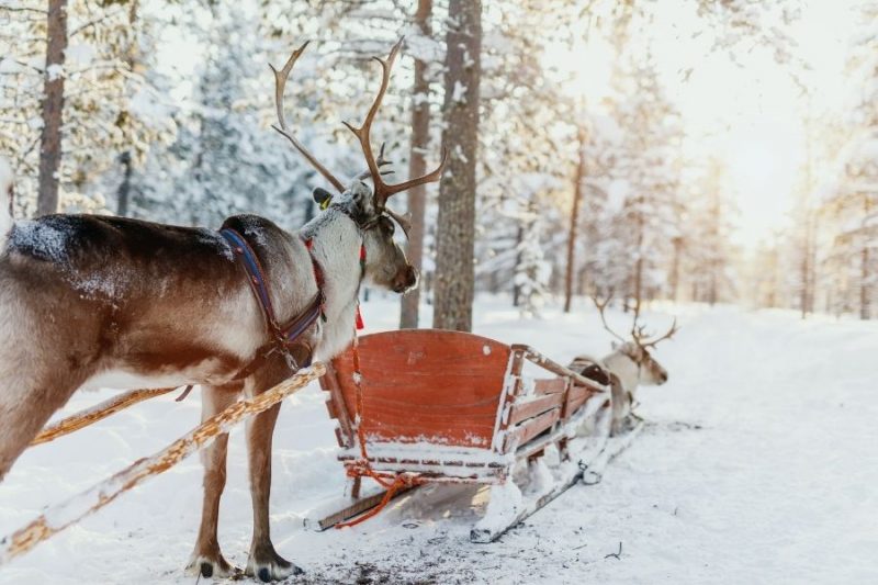 Kerst viren in lapland met rendierenNordic