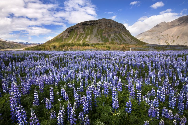 Lupins en Islande