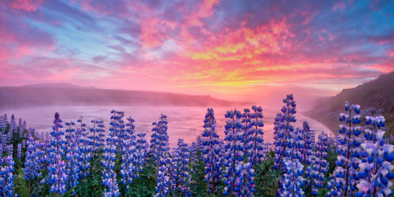 Lupines en Islande