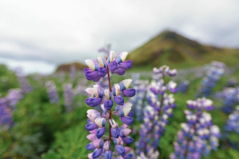 Close-up van de lupine in IJsland, een paarse wilde bloem