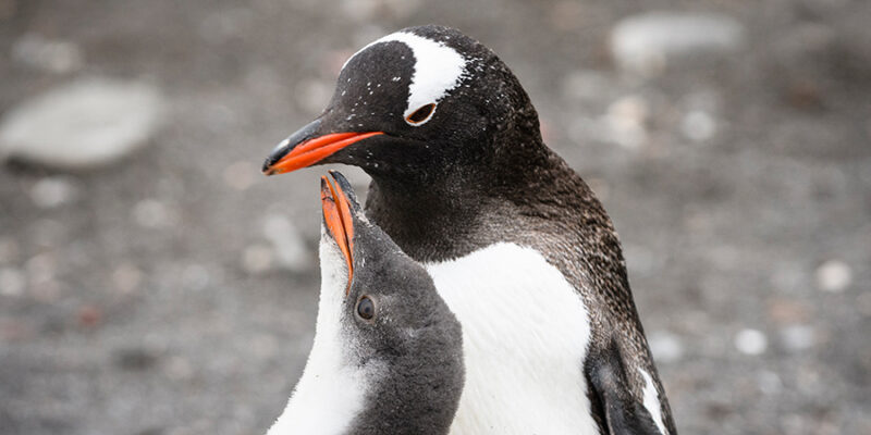 voyage d'exploration