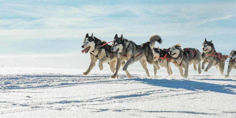 Diervriendelijke huskytochten in Lapland met Nordic