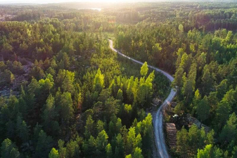 Weg door de bossen van Noorwegen
