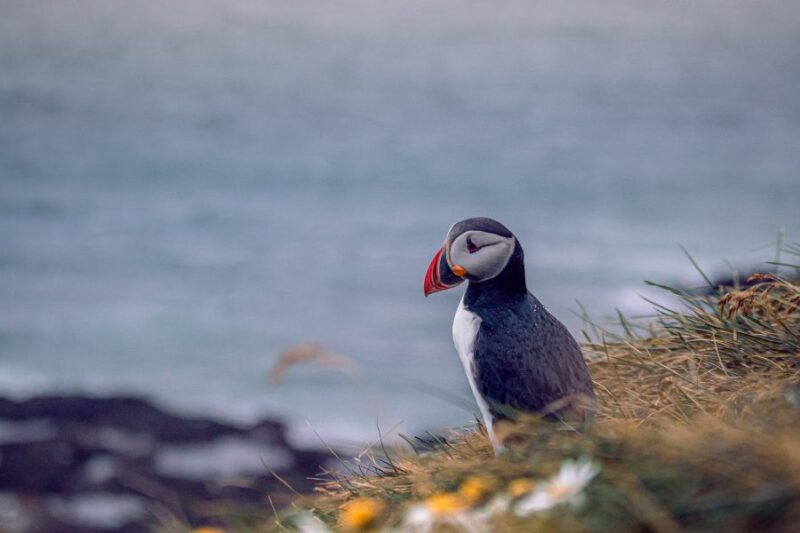 Macareux moine en Islande