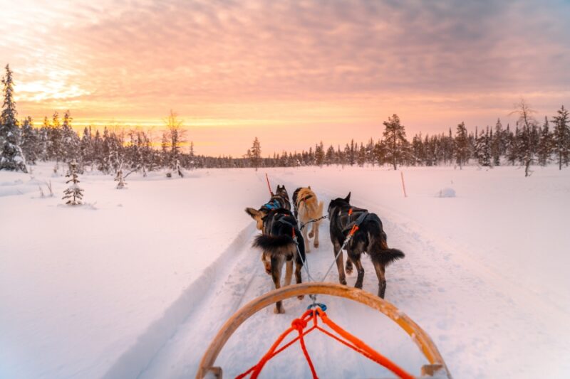 Huskys en Laponie avec Nordic