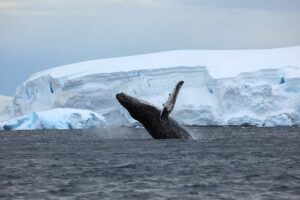Voyage Antarctique