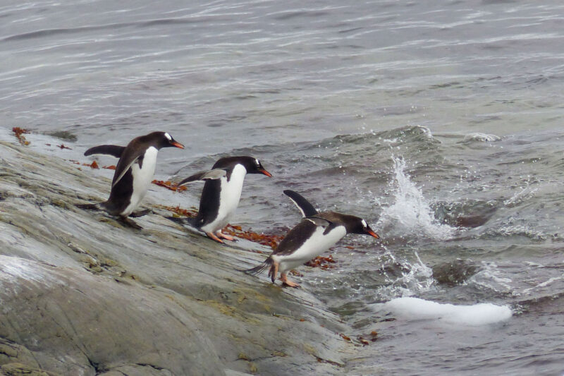 Voyage Antarctique