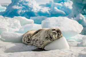 Voyage Antarctique