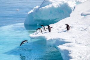 Voyage Antarctique