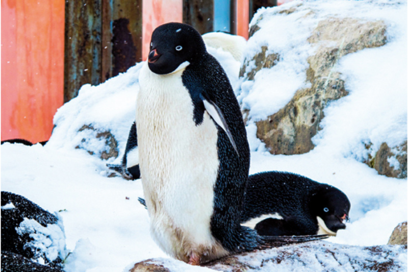 Habiter l'Antarctique