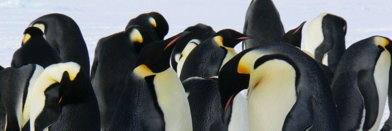 Habiter l'Antarctique