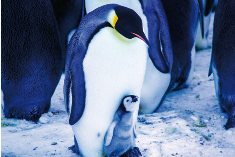 Habiter l'Antarctique