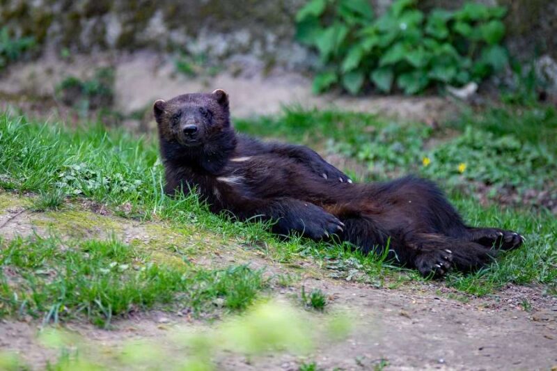 Plus belle randonnée Finlande